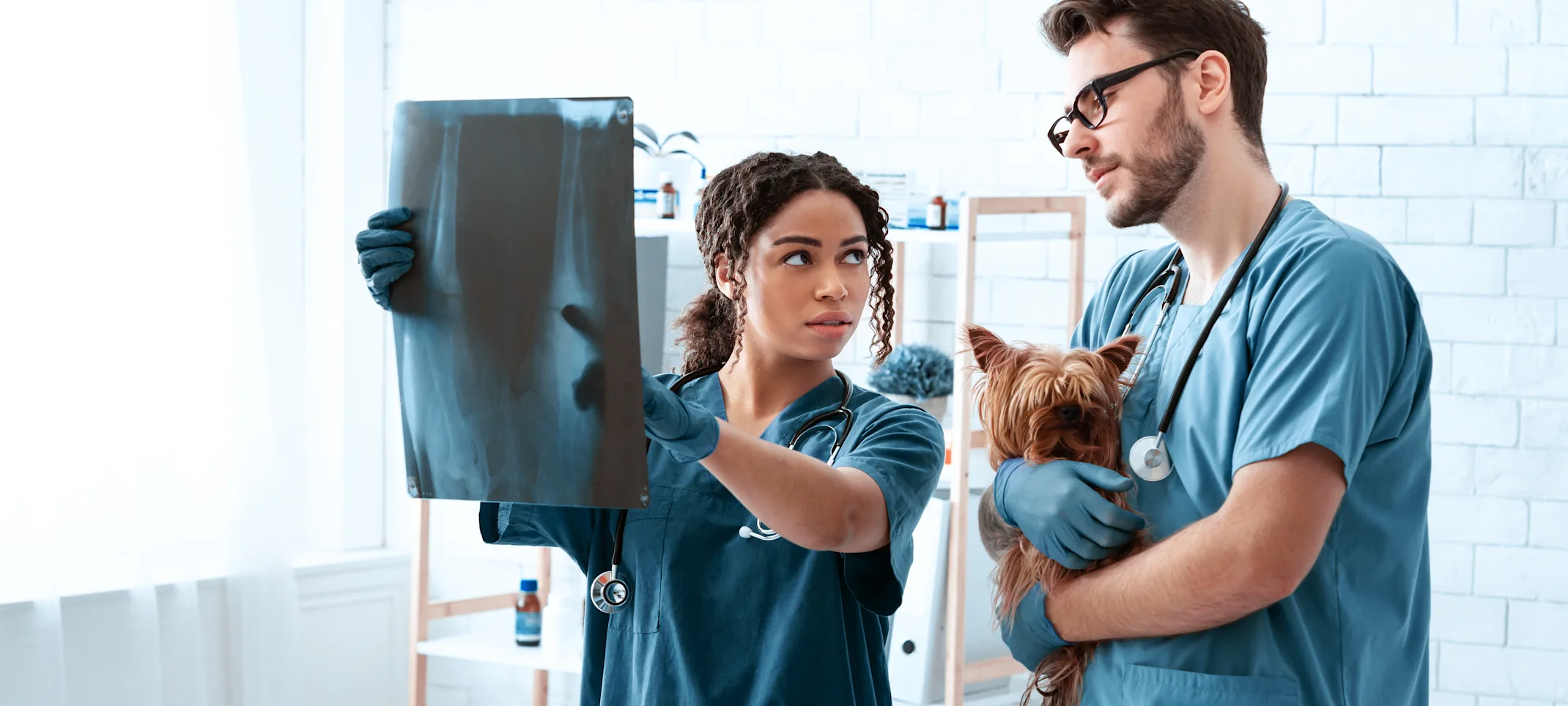 Dog and Doctor Looking at X-Ray Dog and Doctor Looking at X-Ray