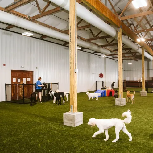 dogs in indoor play area