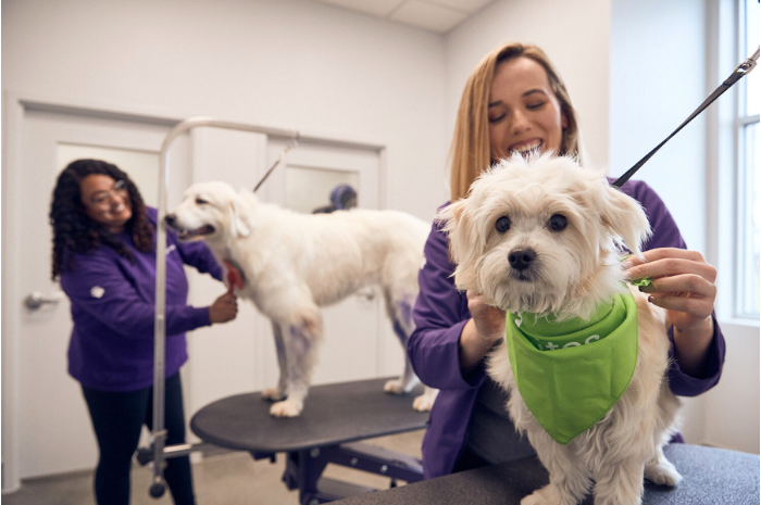 Dogs are groomed while visiting PetSuites. 
