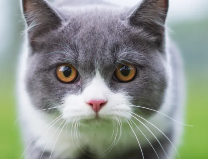 Cat stalking through the grass Cat stalking through the grass