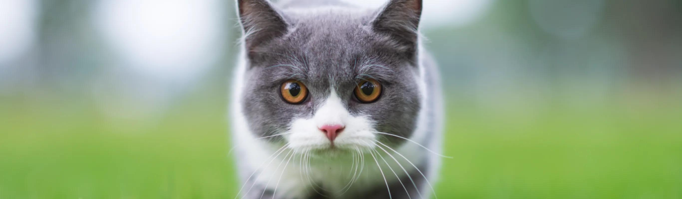 Cat stalking through the grass