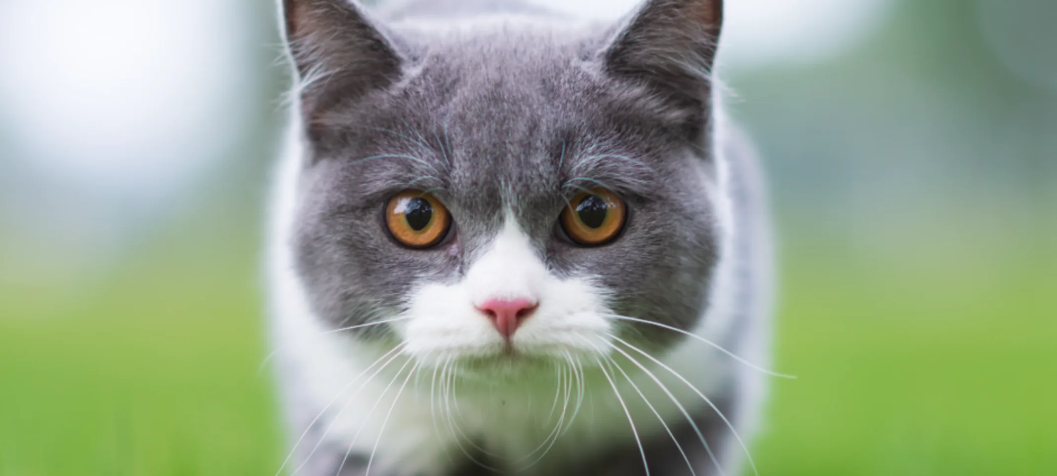 Cat stalking through the grass Cat stalking through the grass
