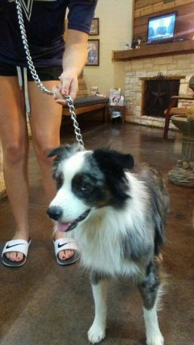 A black/white dog with its owner