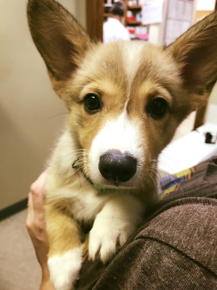 Small dog being held