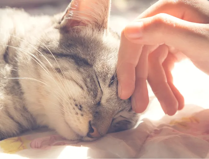 Cat being petted on the head Cat being petted on the head