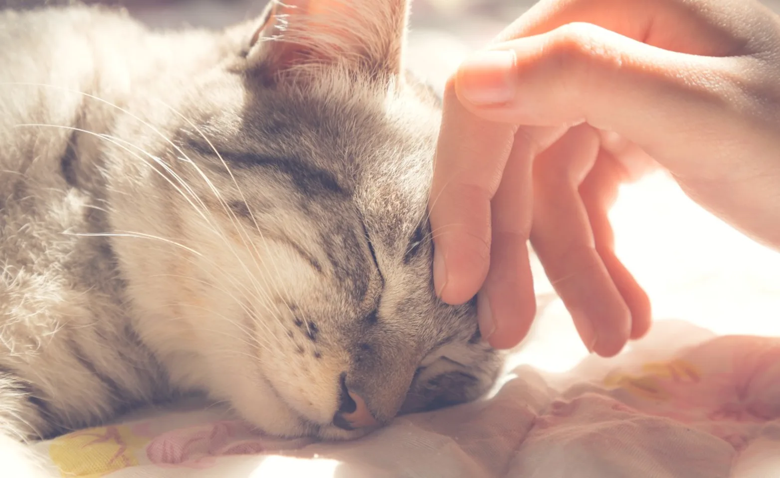 Cat being petted on the head Cat being petted on the head
