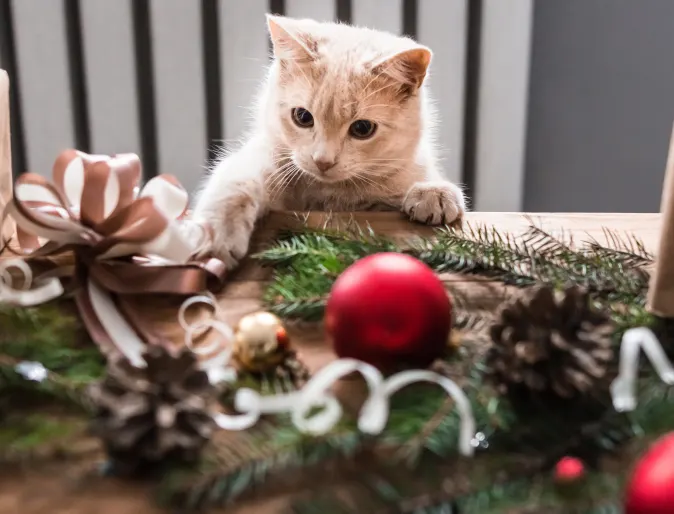 Cat playing with a ribbon on the table (Christmas decorations)