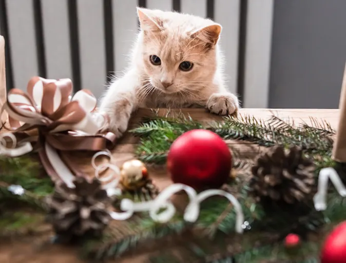 Cat playing with a ribbon on the table (Christmas decorations) Cat playing with a ribbon on the table (Christmas decorations)