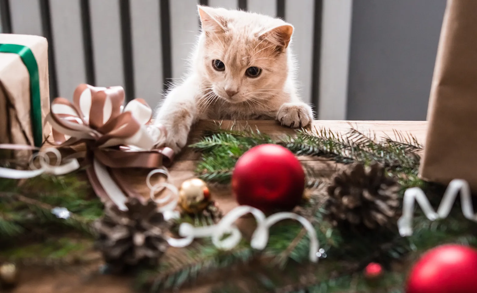 Cat playing with a ribbon on the table (Christmas decorations) Cat playing with a ribbon on the table (Christmas decorations)