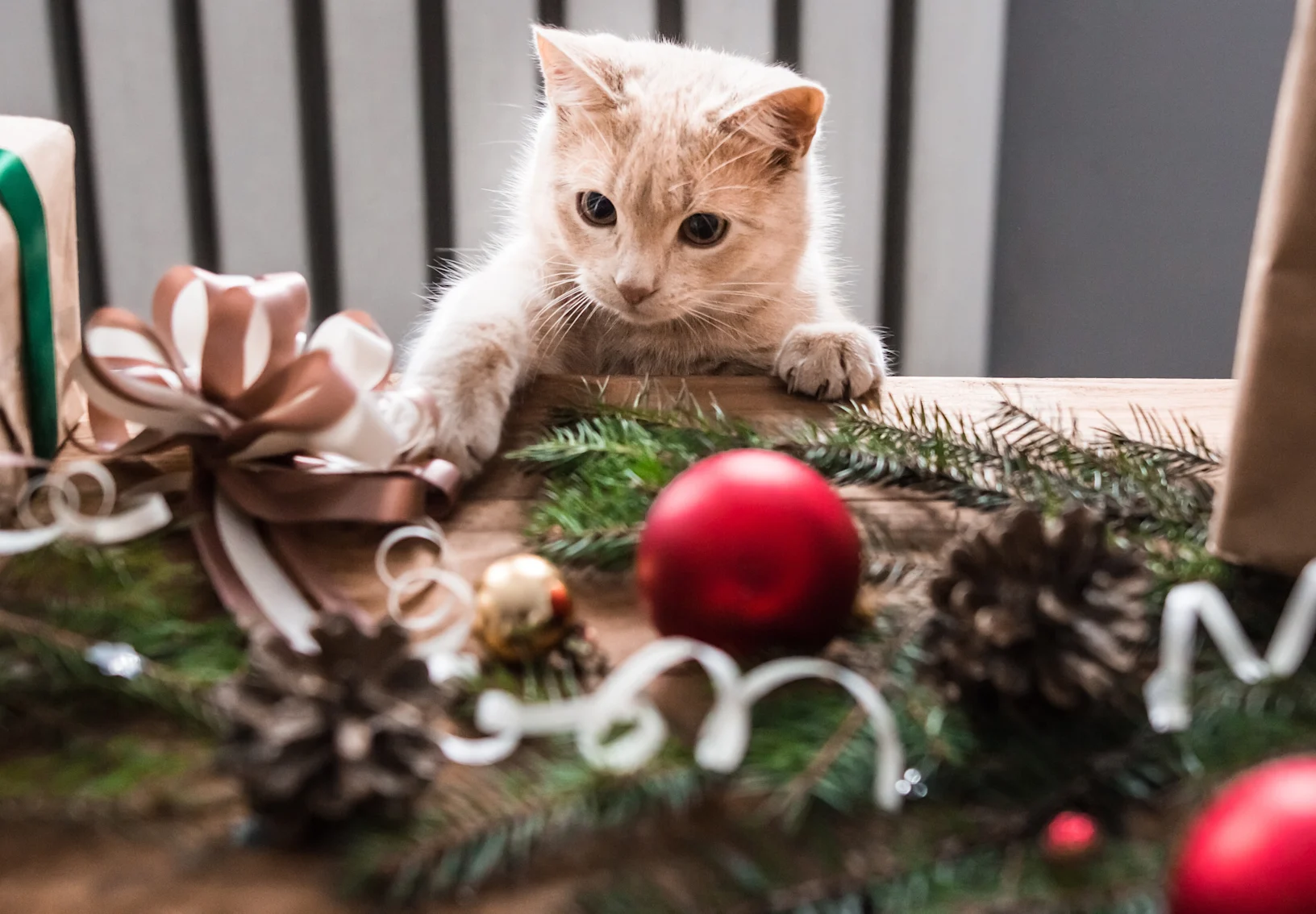 Cat playing with a ribbon on the table (Christmas decorations) Cat playing with a ribbon on the table (Christmas decorations)