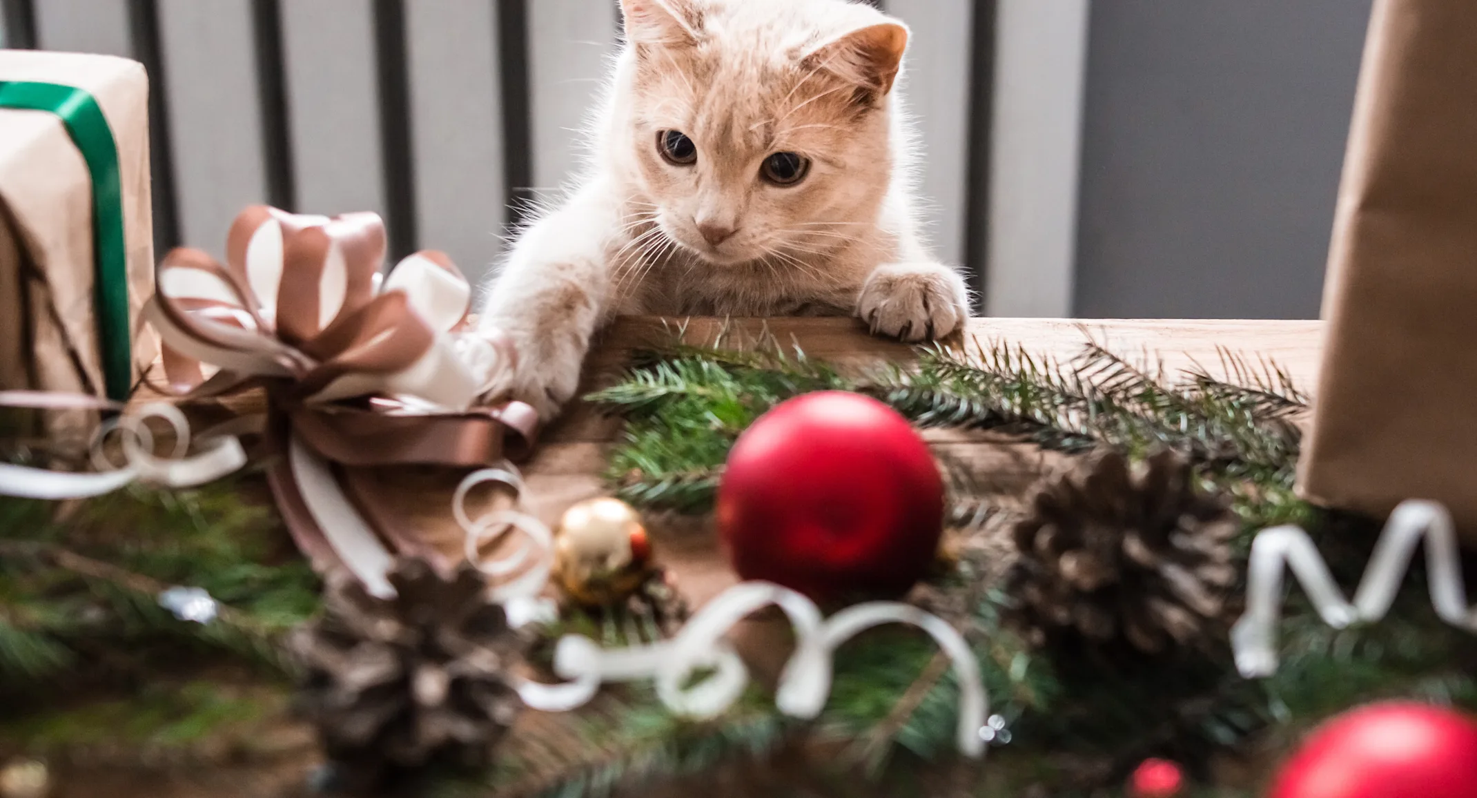 Cat playing with a ribbon on the table (Christmas decorations)