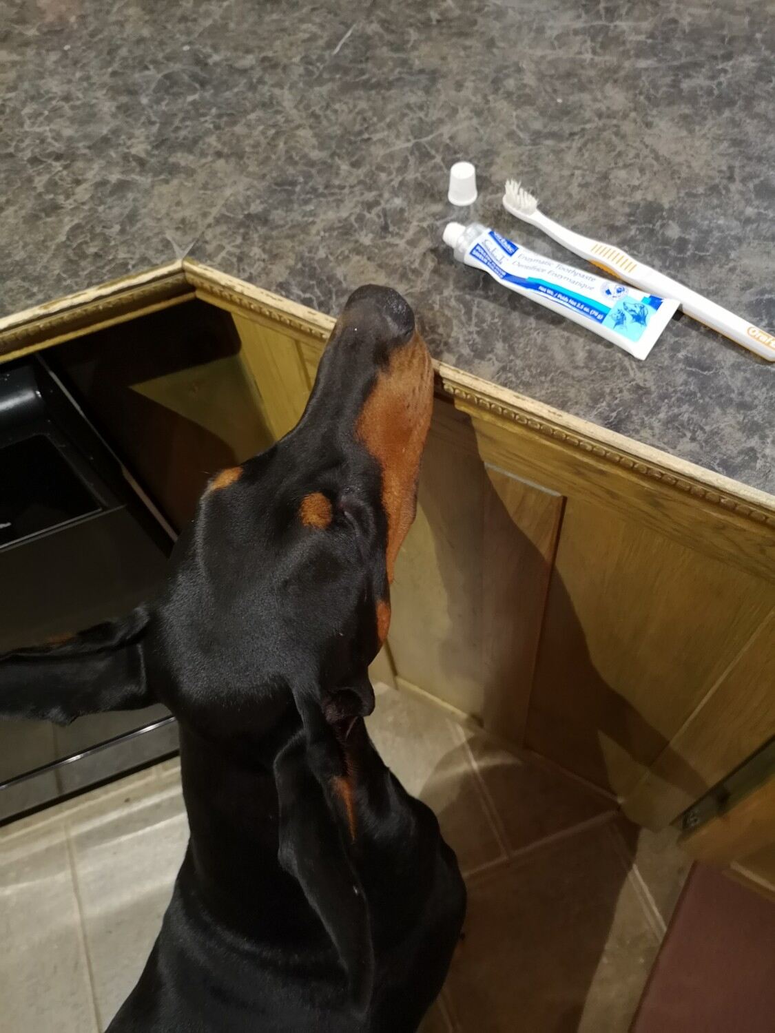 Dog reaching for toothbrush at Three Islands Veterinary Services