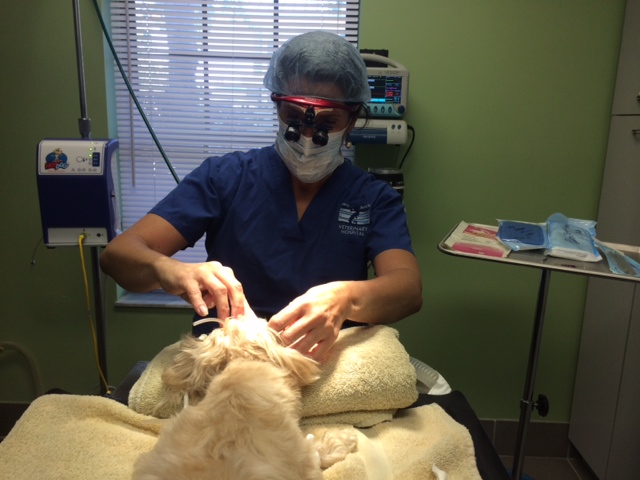 Doctor observing dog eyes