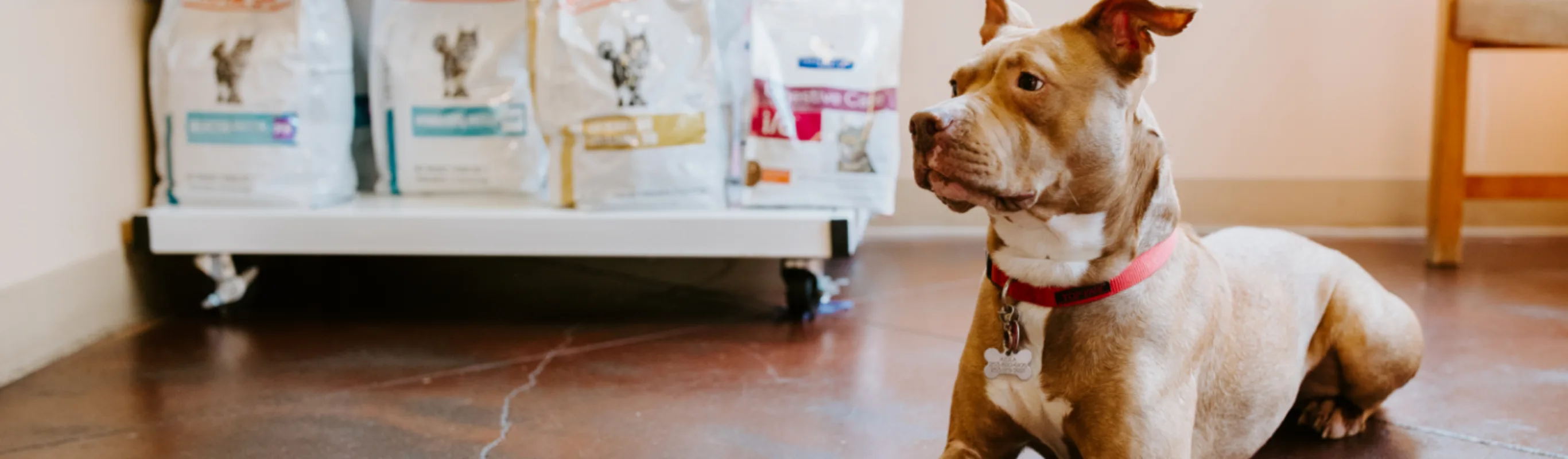 Dog next to pet food bags Dog next to pet food bags