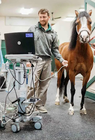 Staff member examining a brown horse Staff member examining a brown horse
