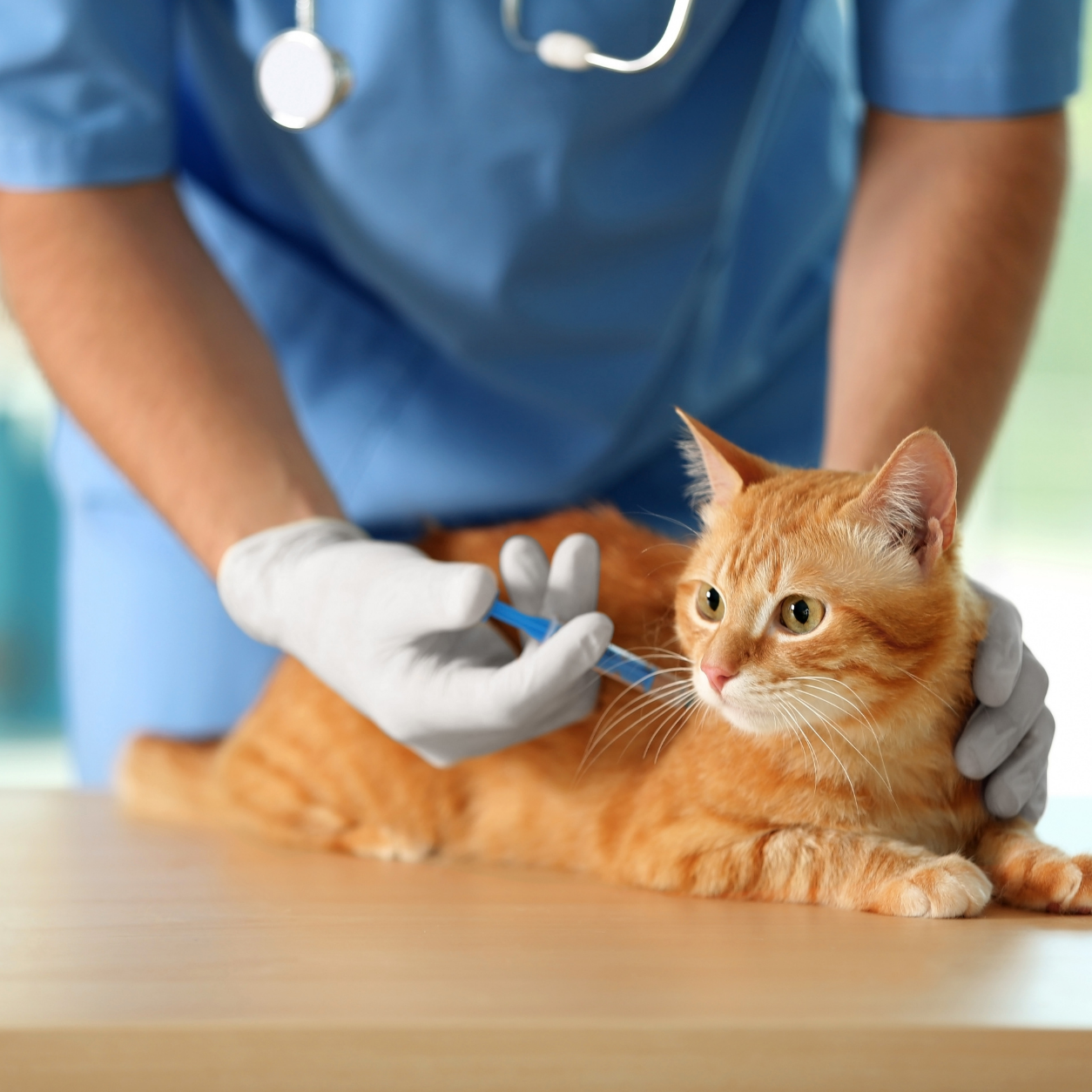 Cat being vaccinated