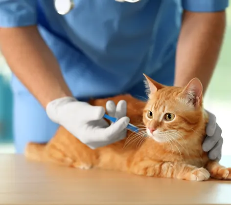 Cat being vaccinated Cat being vaccinated