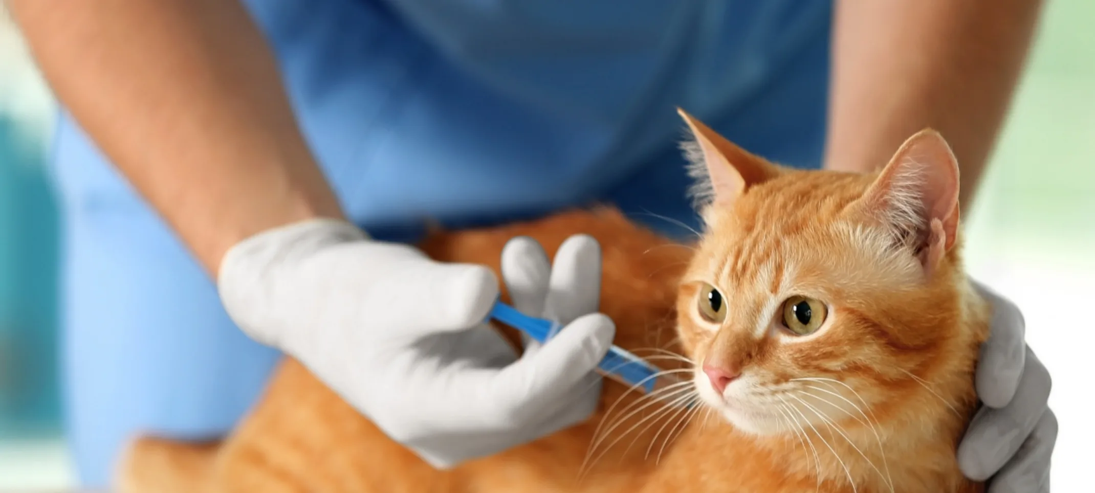 Cat being vaccinated Cat being vaccinated