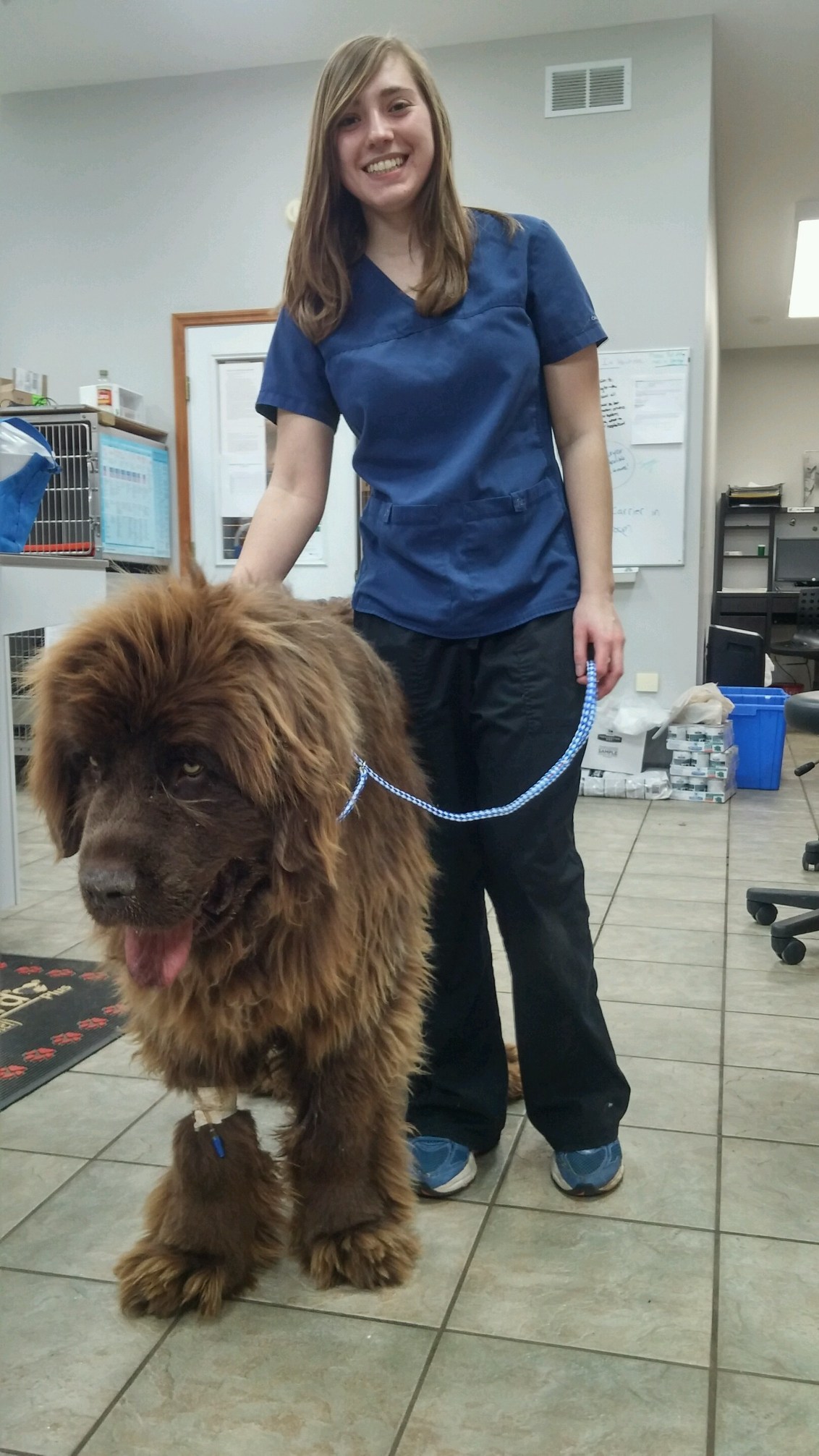 Big Dog with a veterinarian