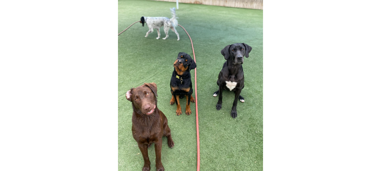 Four Dogs Sitting Together on Grass