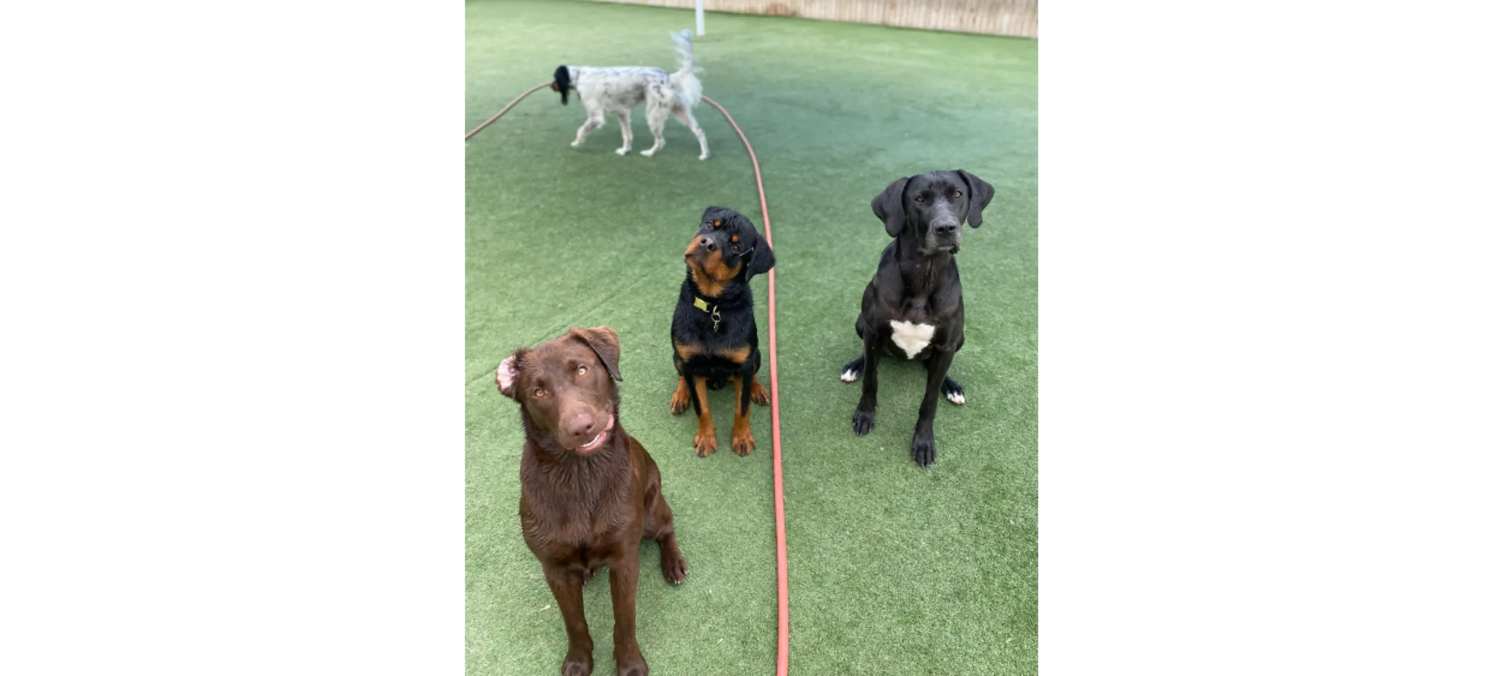 Four Dogs Sitting Together on Grass Four Dogs Sitting Together on Grass