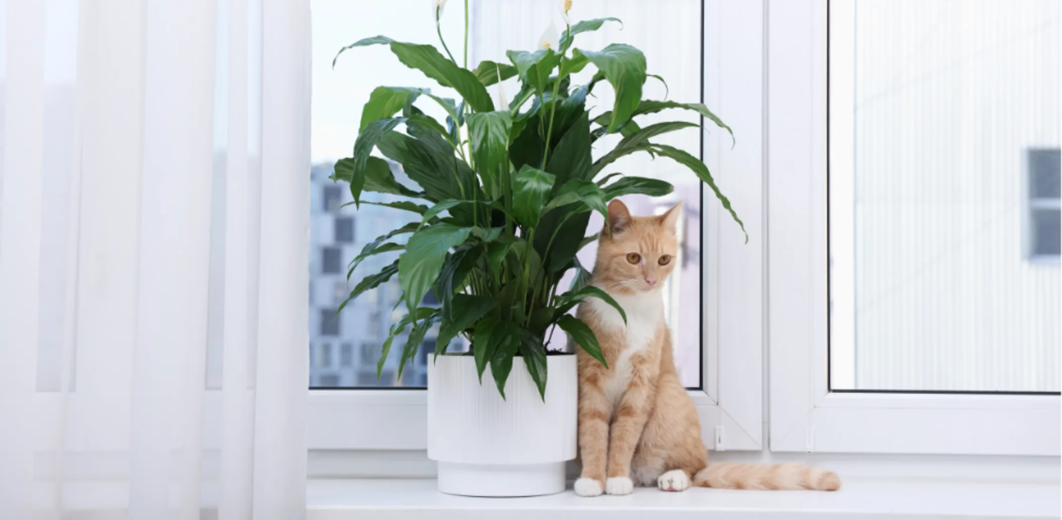 Small Orange Cat Sitting Next to a Plant Small Orange Cat Sitting Next to a Plant