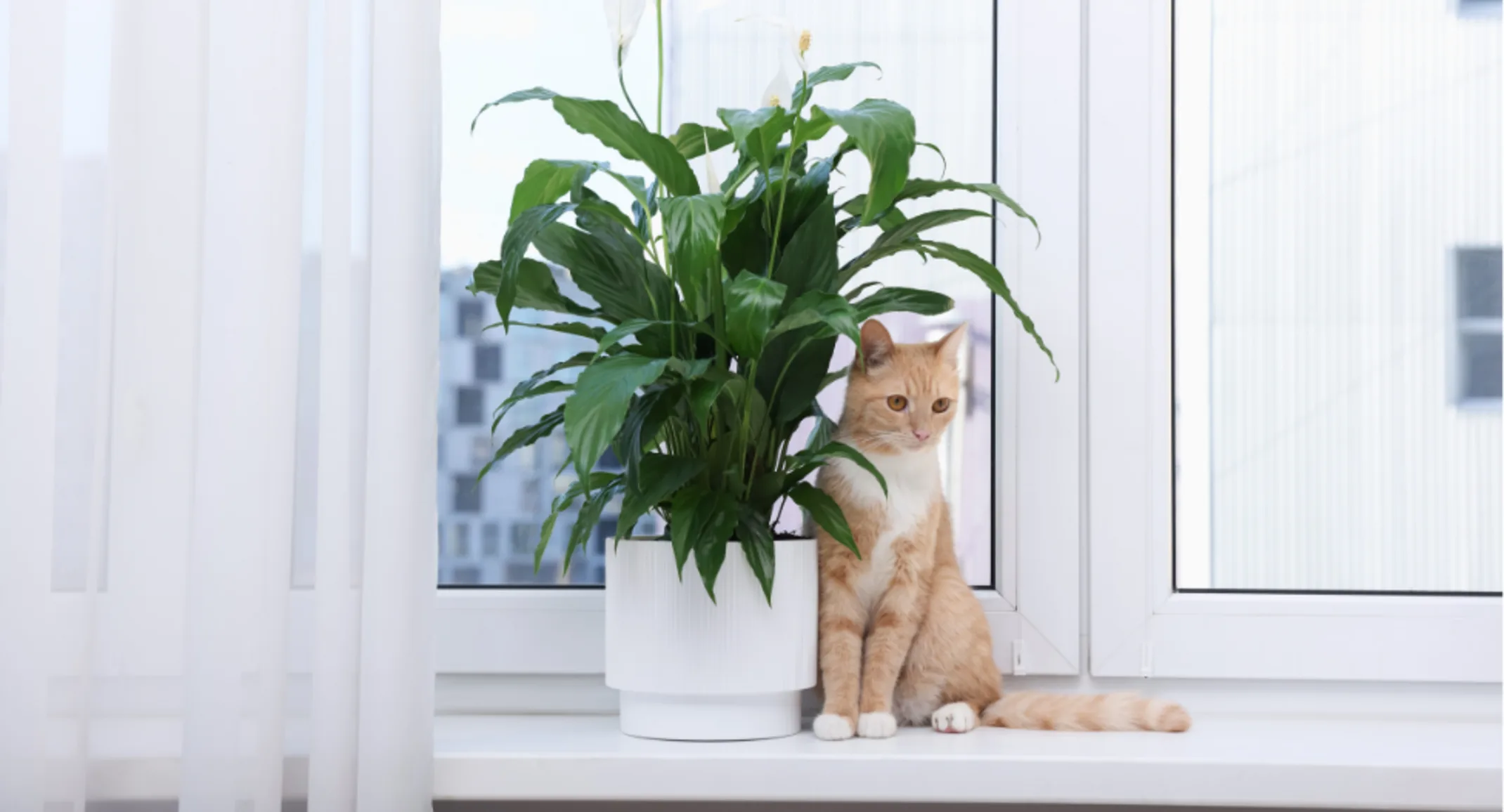 Small Orange Cat Sitting Next to a Plant Small Orange Cat Sitting Next to a Plant