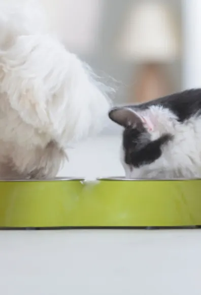 Dog & Cat Eating From Green Bowl Dog & Cat Eating From Green Bowl