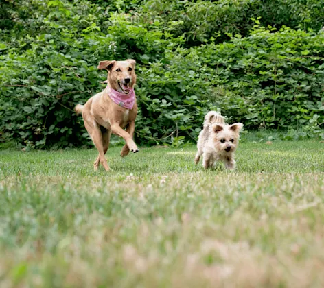 Two dogs running on grass Two dogs running on grass