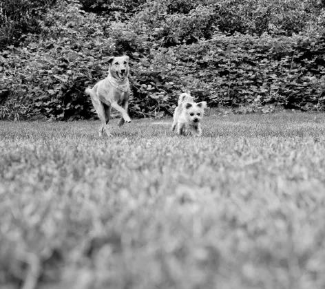 Black and white photo of two dogs running on grass