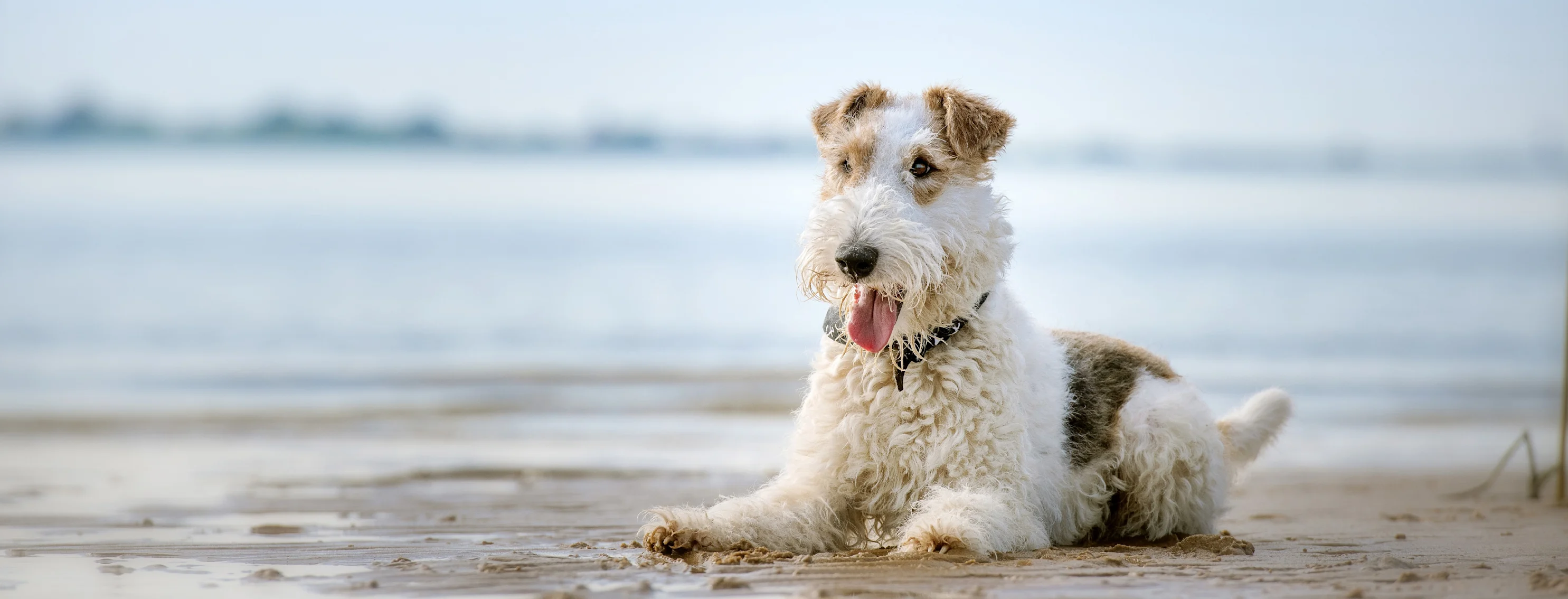 dog laying in the sand