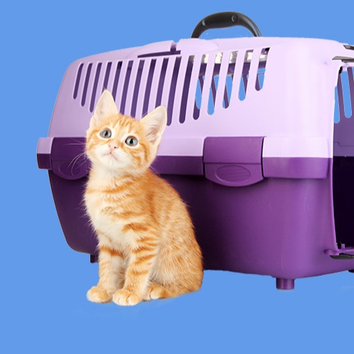 cat sitting outside cat carrier, blue background