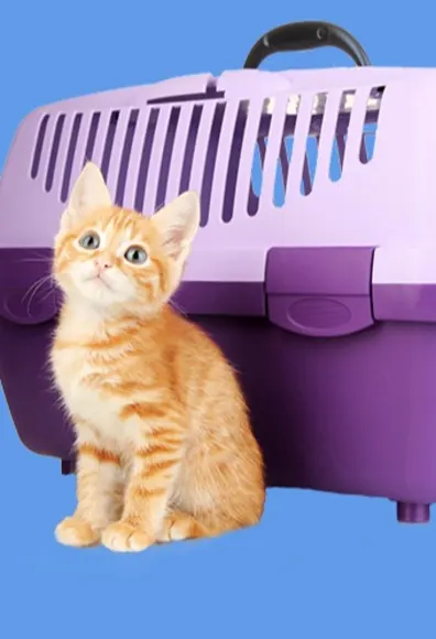 cat sitting outside cat carrier, blue background cat sitting outside cat carrier, blue background