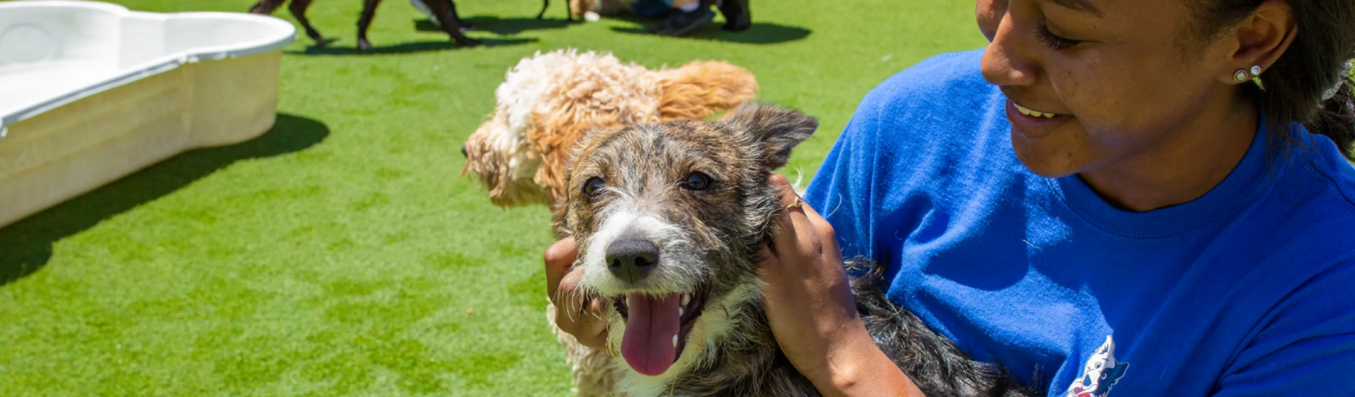Dogs Smiling Dogs Smiling