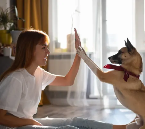 Dog in home high fiving girl