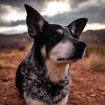 Dog looking off into the distance Dog looking off into the distance