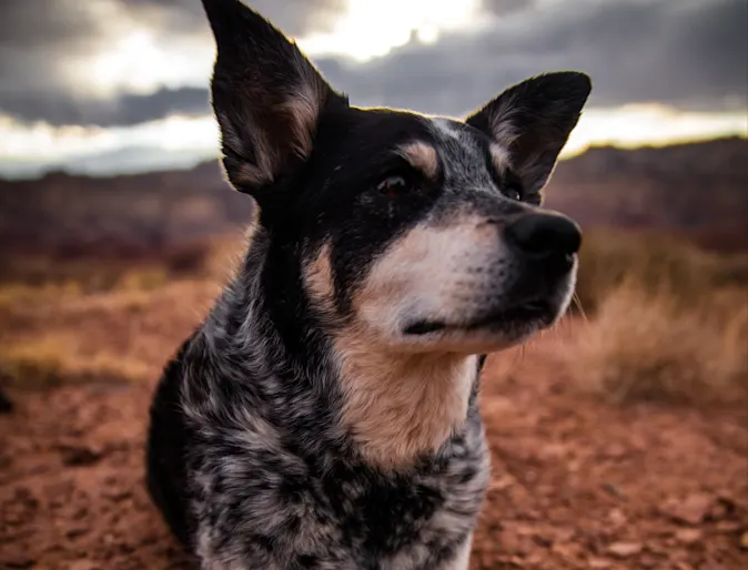 Dog looking off into the distance