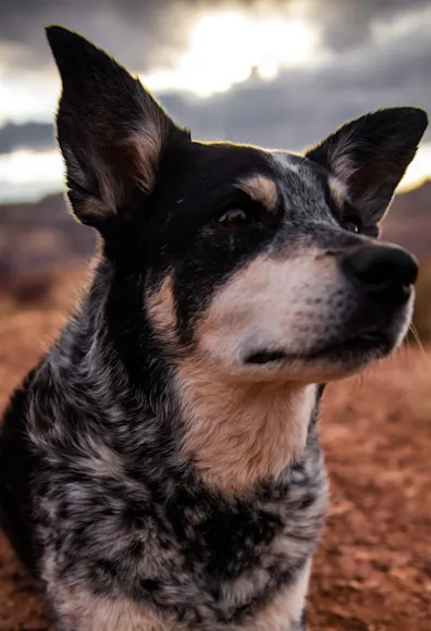 Dog looking off into the distance