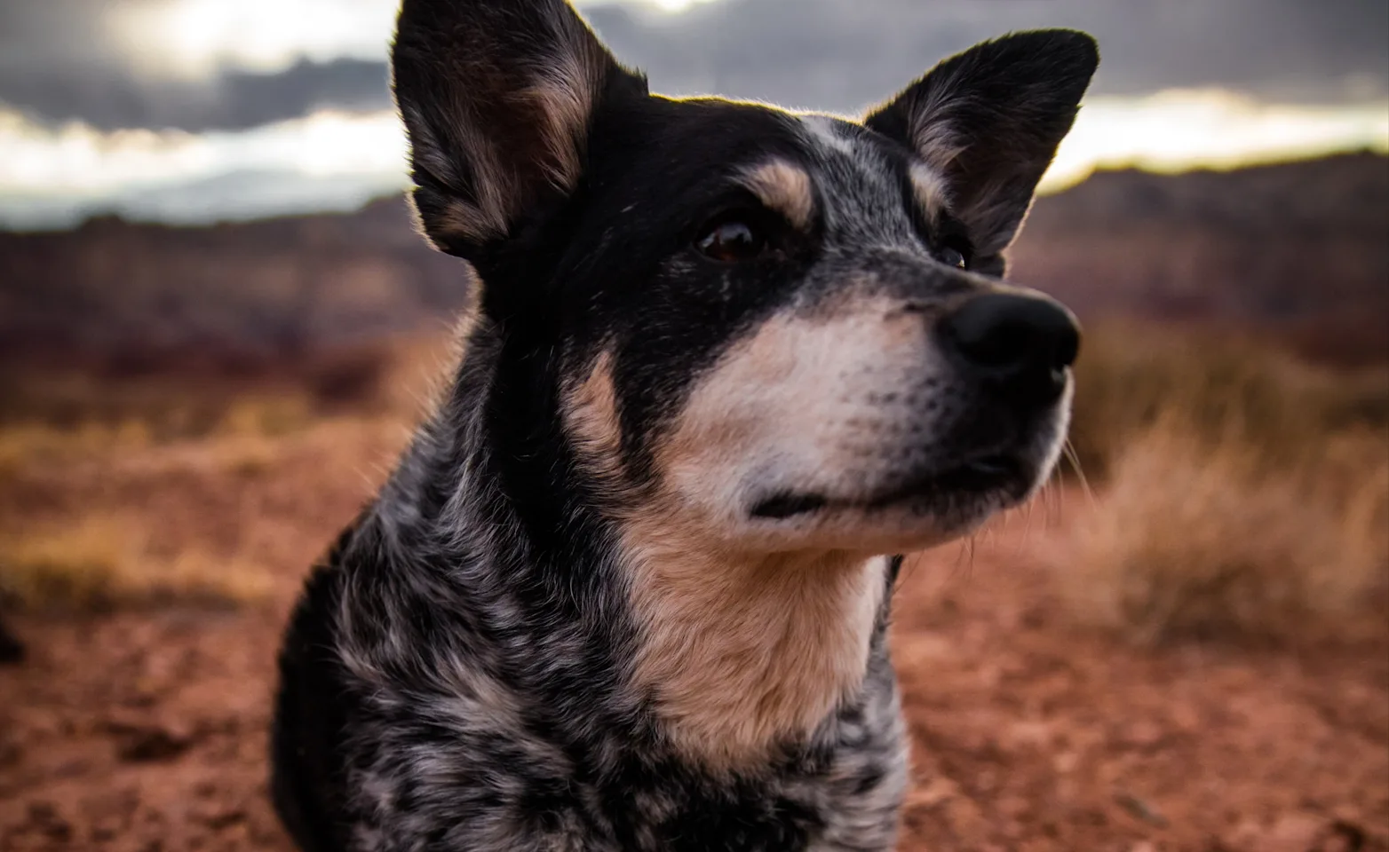 Dog looking off into the distance