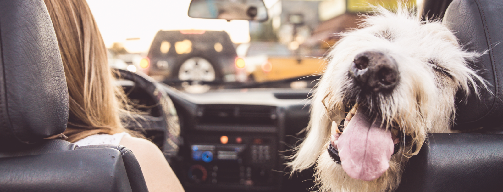 Dog in convertible car on street