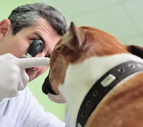 Veterinarian Examining a Dog's Eye Veterinarian Examining a Dog's Eye