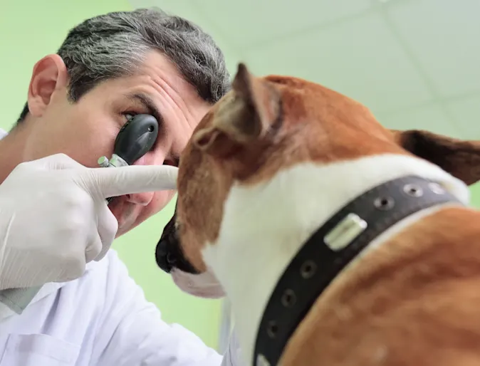 Veterinarian Examining a Dog's Eye Veterinarian Examining a Dog's Eye
