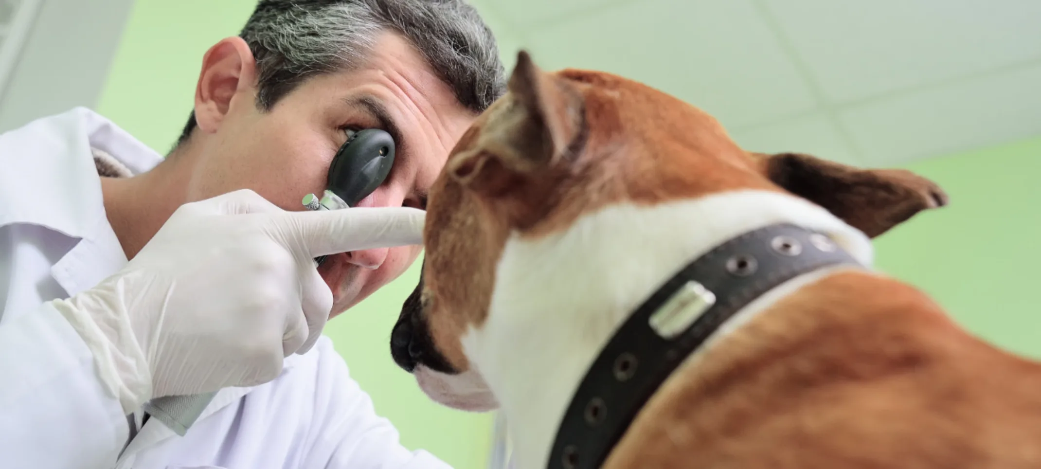 Veterinarian Examining a Dog's Eye Veterinarian Examining a Dog's Eye