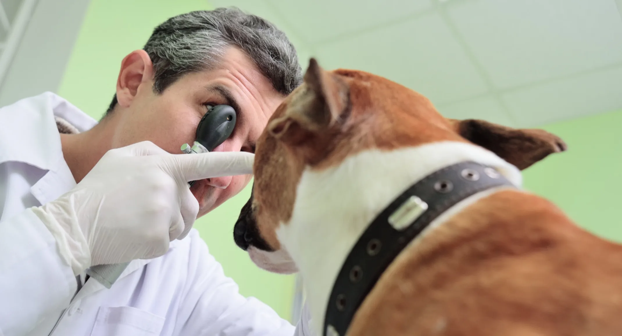 Veterinarian Examining a Dog's Eye Veterinarian Examining a Dog's Eye