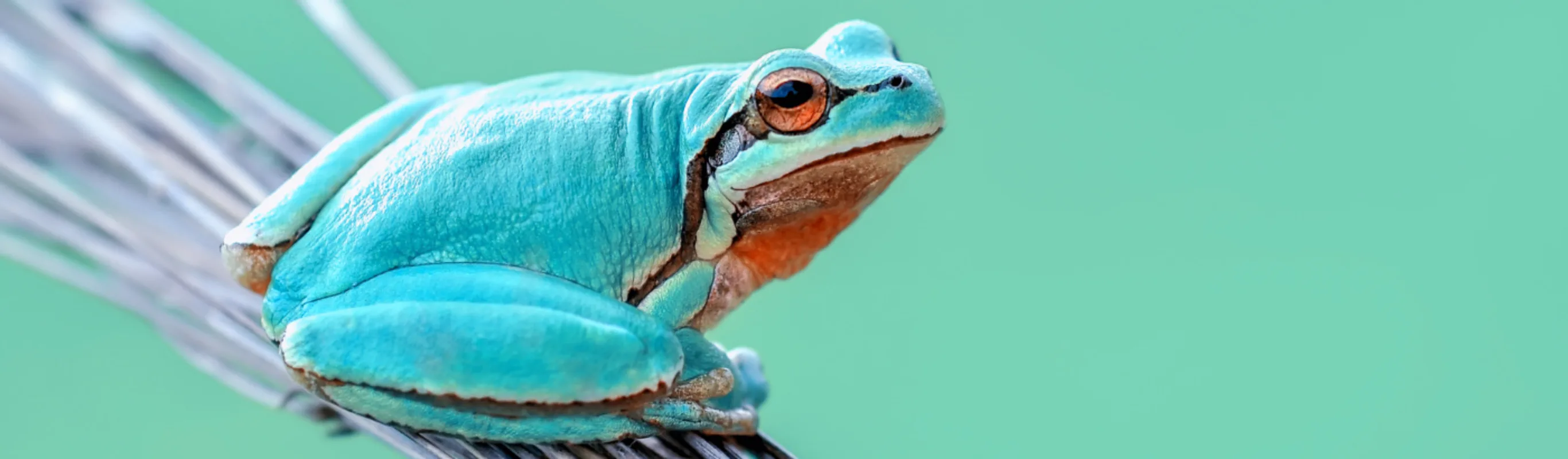 Frog Frog