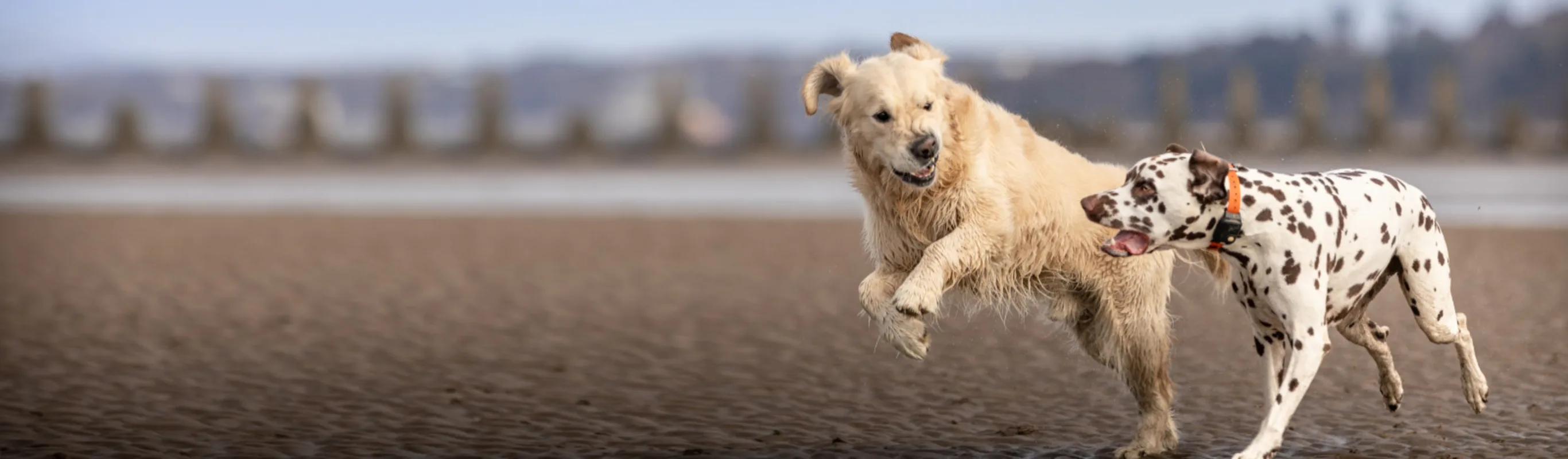 Two Dogs Running on Sand