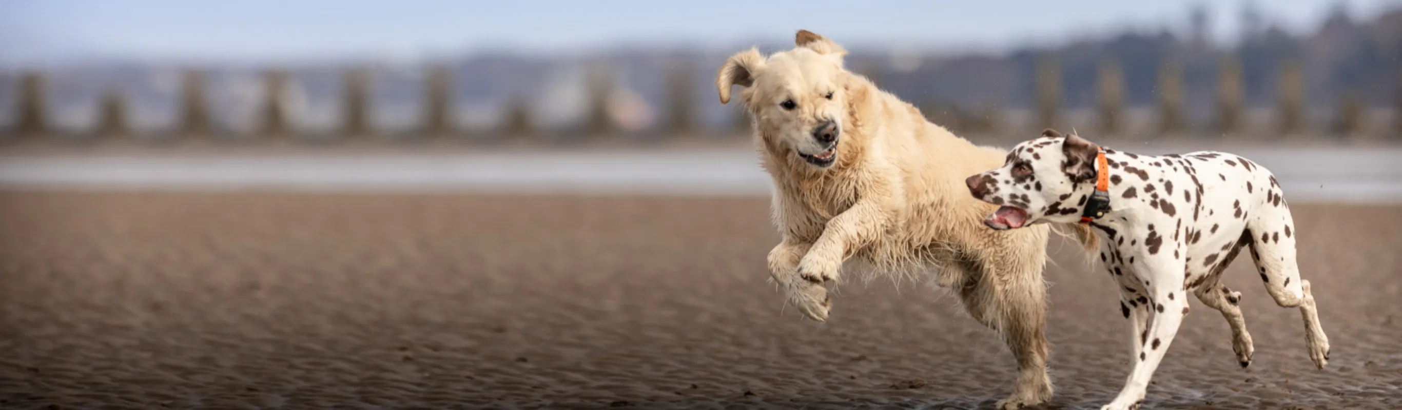 Two Dogs Running on Sand Two Dogs Running on Sand