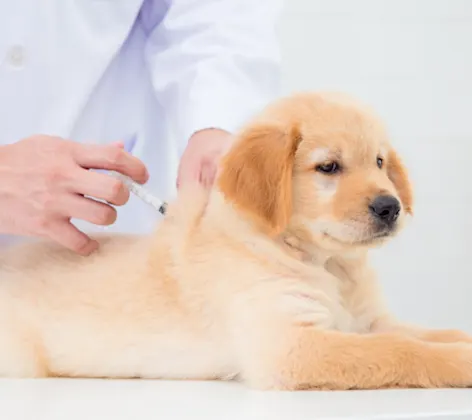 Labrador Puppy Getting a Vaccination Shot Labrador Puppy Getting a Vaccination Shot