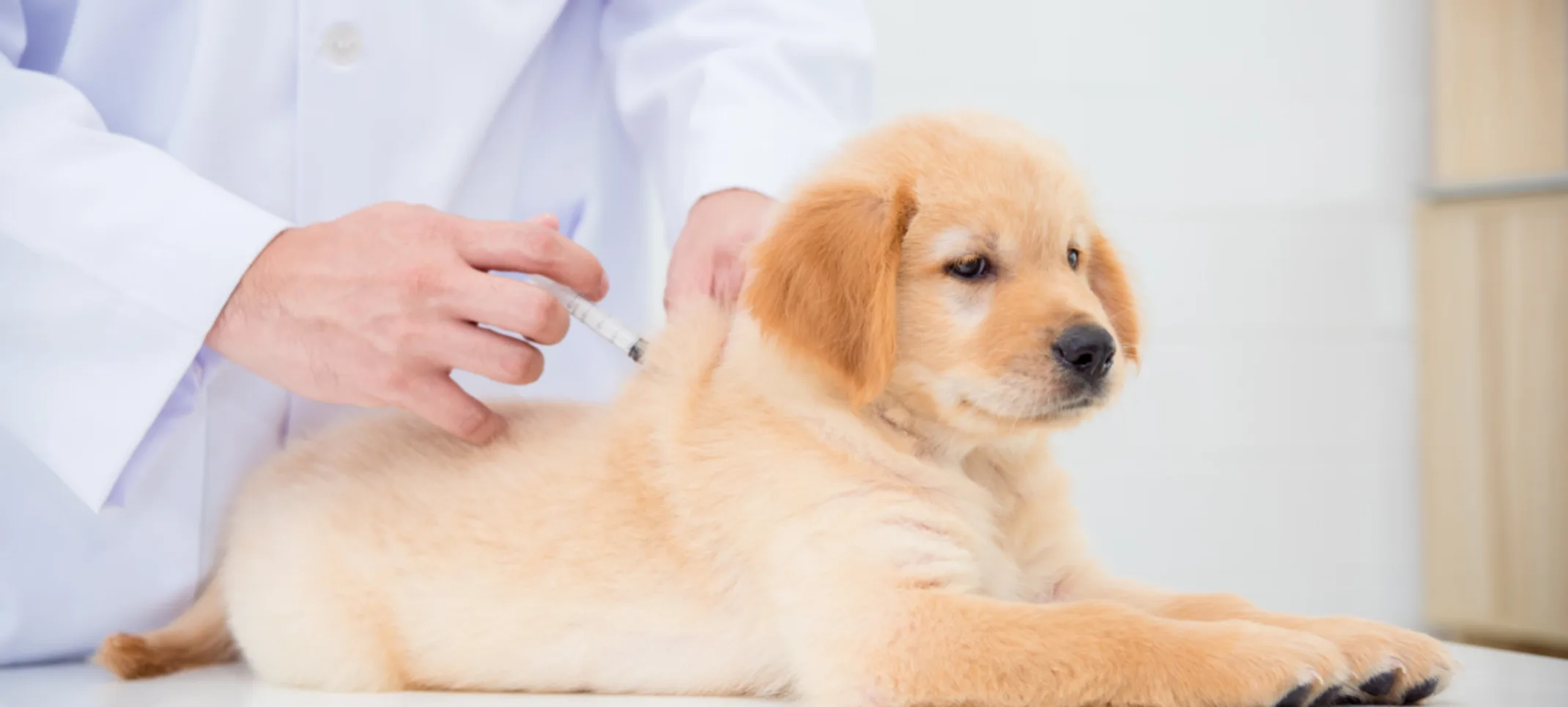 Labrador Puppy Getting a Vaccination Shot Labrador Puppy Getting a Vaccination Shot