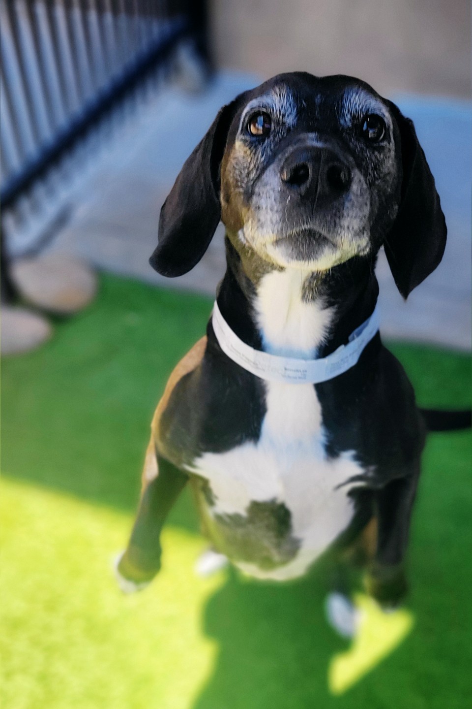 Black and white dog standing at Pima North Animal Hospital 